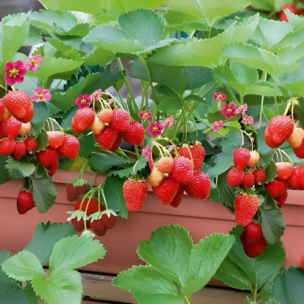 Насіння кімнатної ремонтантної полуниці сорту Вершки 100 шт. - фото 2