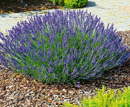 Саженцы Lavandula angustifolia лаванды узколистной в горшке 0,5 л