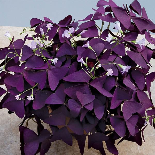 Оксалис Треугольный Triangularis 2 шт. (38277688)