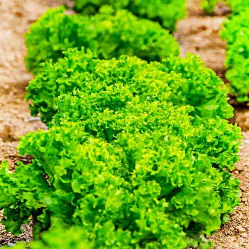 Семена Салат Florium Латук (12176)