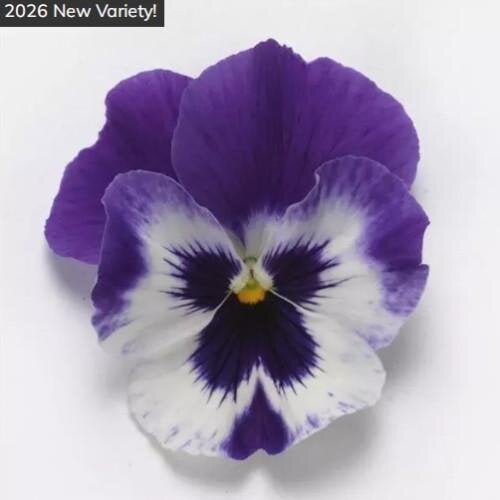 Насіння квітів Віола ампельна PanAmerican Top Wave F1 Purple White 25 шт. (BN13157-3)