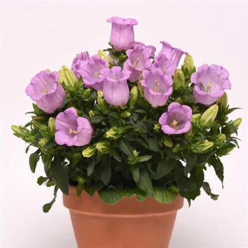 Семена цветов Колокольчик средний Campanella F1 Lavender PanAmerican 5 шт. (BN10017-4)