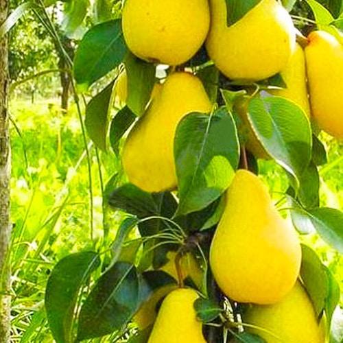 Сажанец Груша колоновидная Изабелла средний срок созревания высокие вкусовые качества (71719)