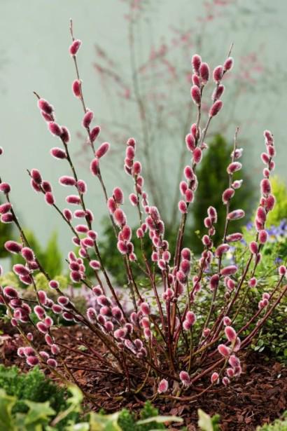 Верба тонкостовбурна Маунт Асо 2 л (ЛК-1-01)