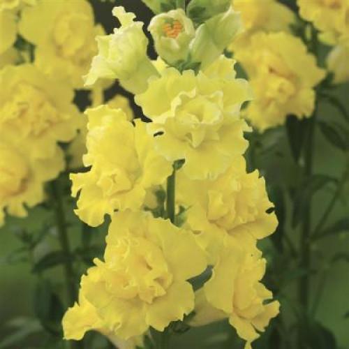 Семена цветов Львиный зев Legend Double F1 Yellow Takii 100 шт. (BN12483-3)
