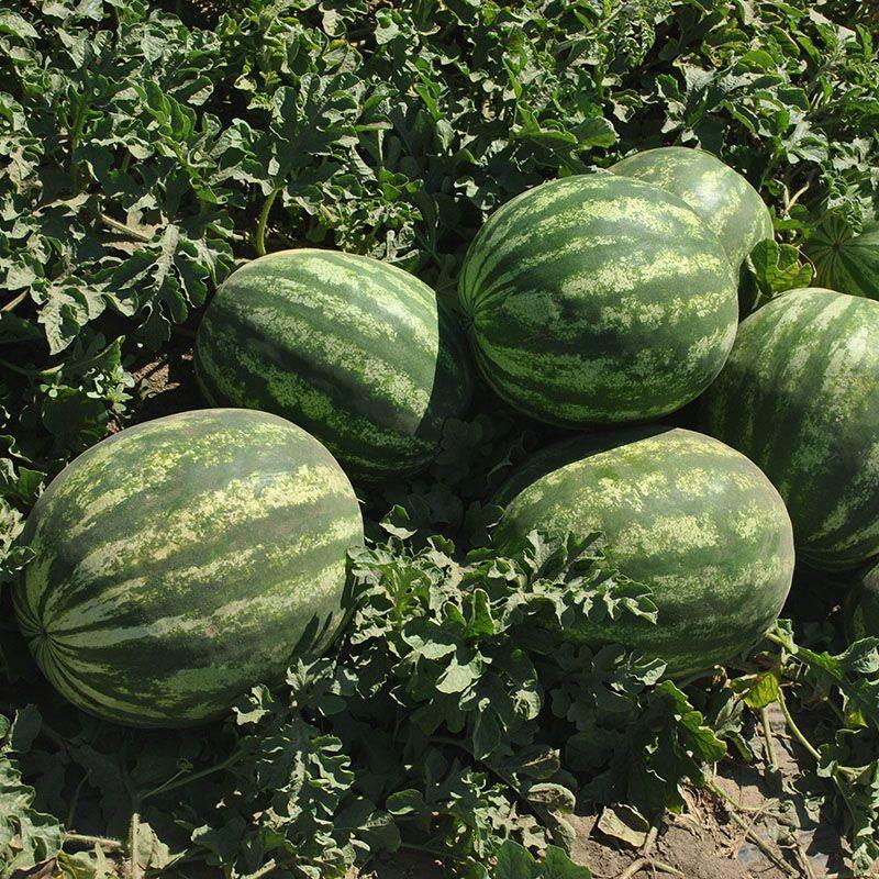 Семена Арбуз Syngenta TOPGAN F1 1000 шт. (2289702246)