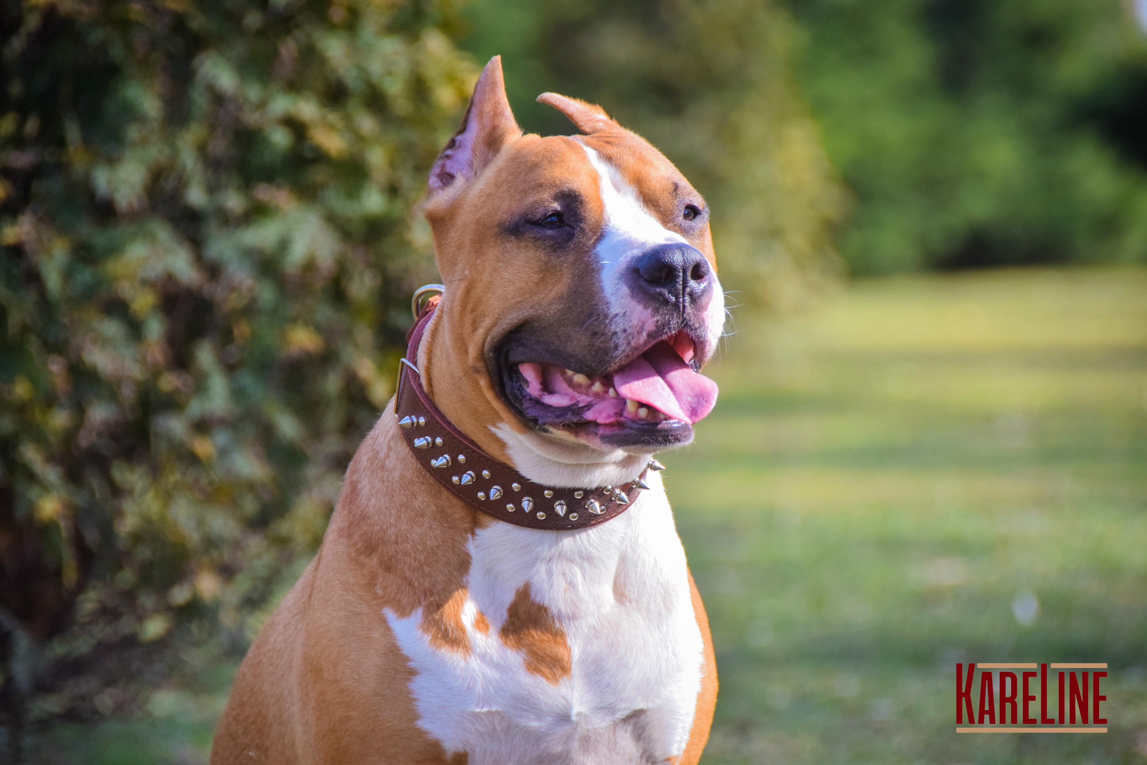 Ошейник KareLine из натуральной кожи с заклепками и шипами 40 мм 440-550 мм (1765/2) - фото 3 Ошейник KareLine из натуральной кожи с заклепками и шипами 40 мм 440-550 мм (1765/2) - фото 3