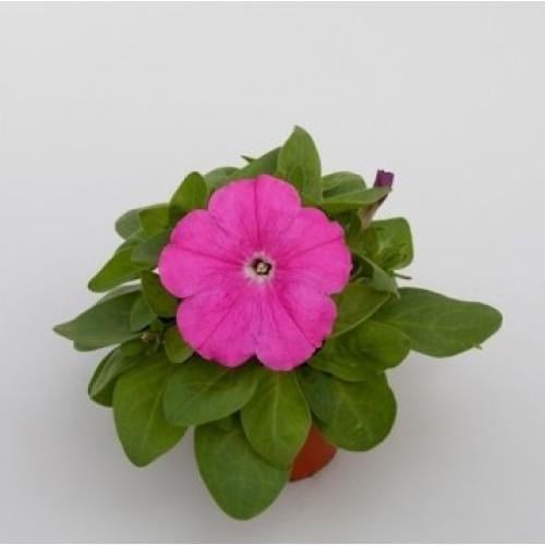 Семена цветов Петуния многоцветковая Espresso Rose Floranova 1000 шт. (BN07872)