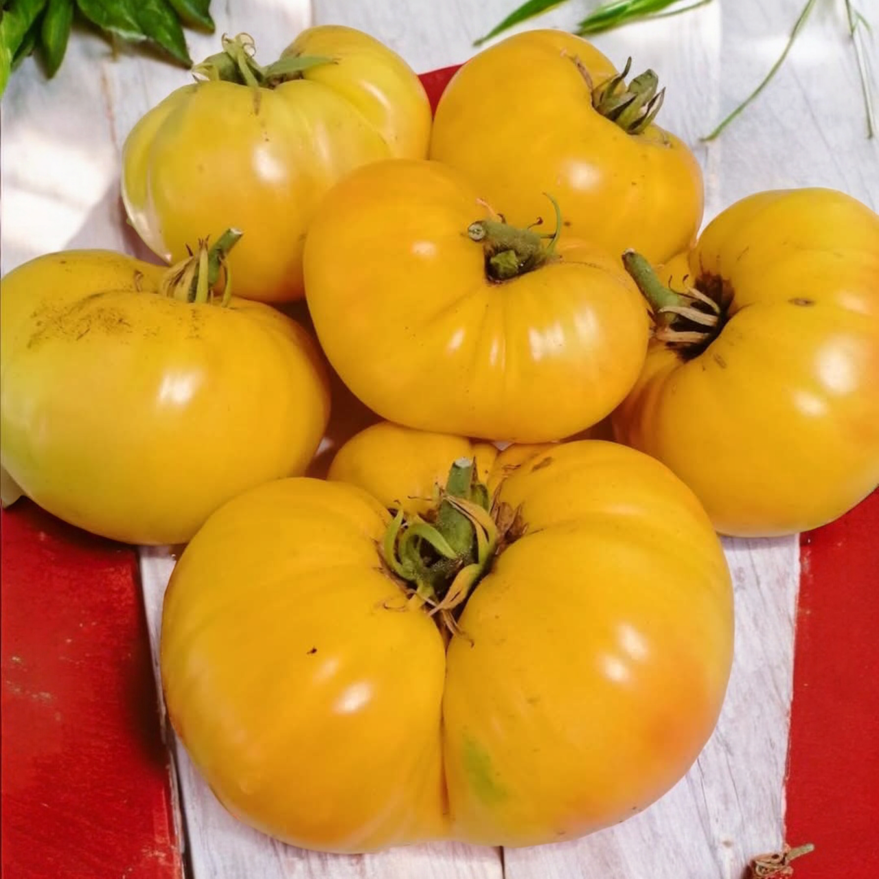 Семена Помидор Dwarf Rose Beauty 5 шт. (2518162422)