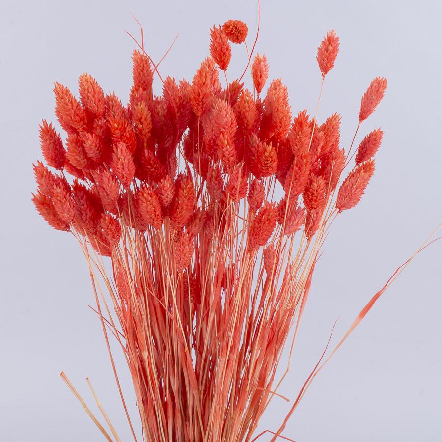 Сухоцвет фалярис 100 г Оранжевый (2149-4)