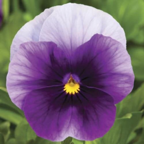 Семена цветов Виола рогатая Syngenta Penny Beaconsfield 1000 шт. (BN03679)