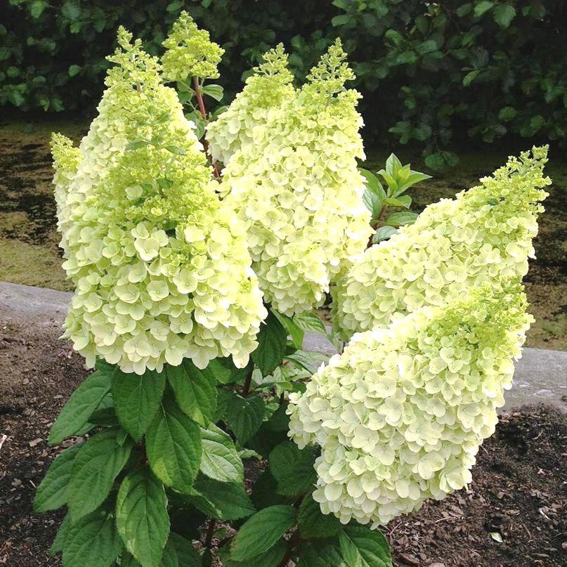 Саженец гортензии метельчатой Hydrangea paniculata Magical Kilimanjaro Р9 (1352711567) - фото 2