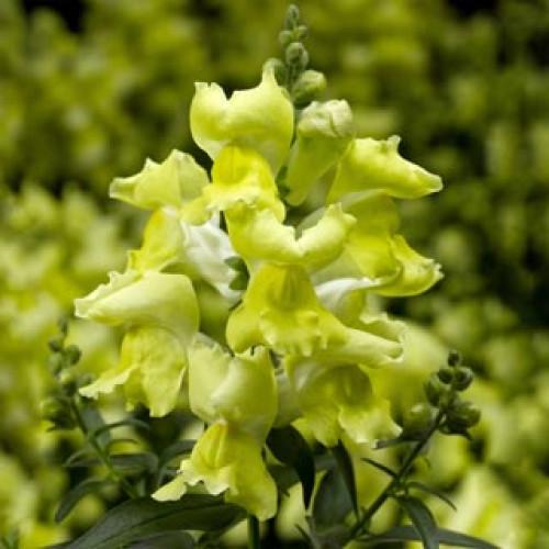 Семена цветов Syngenta Львиный зев Snaptini Yellow 500 шт. (BN08394-2)