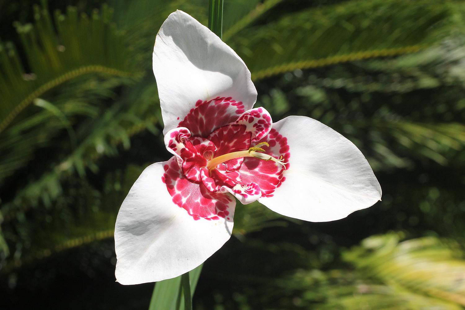 Тигридия Альба Грандифлора Alba Grandiflora 9 шт. (38291370)