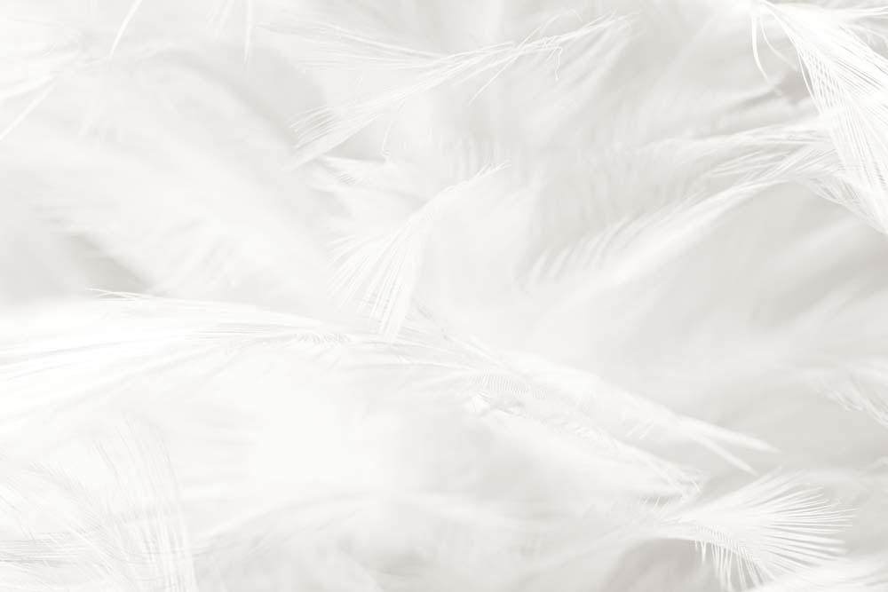 Фотообои Artside Белые перья 444920884 Фотообои Artside Белые перья 444920884