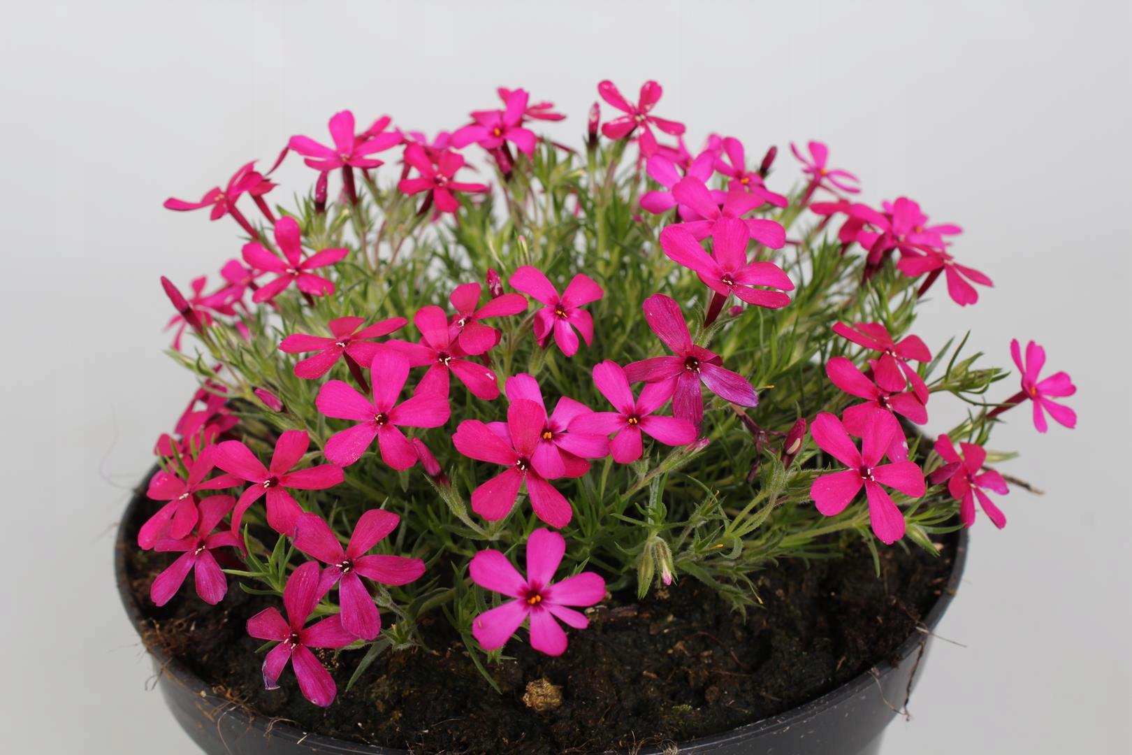 Флокс шиловидный Dobrodar Phlox Ochsenblut 3 шт. (38294295)