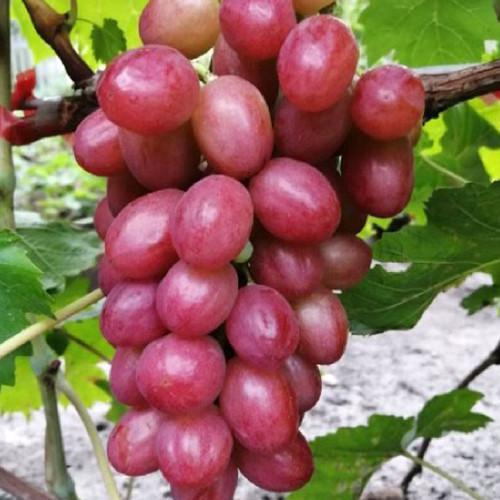 Саженцы винограда Динька черенкованный 1-летний (2928200674)