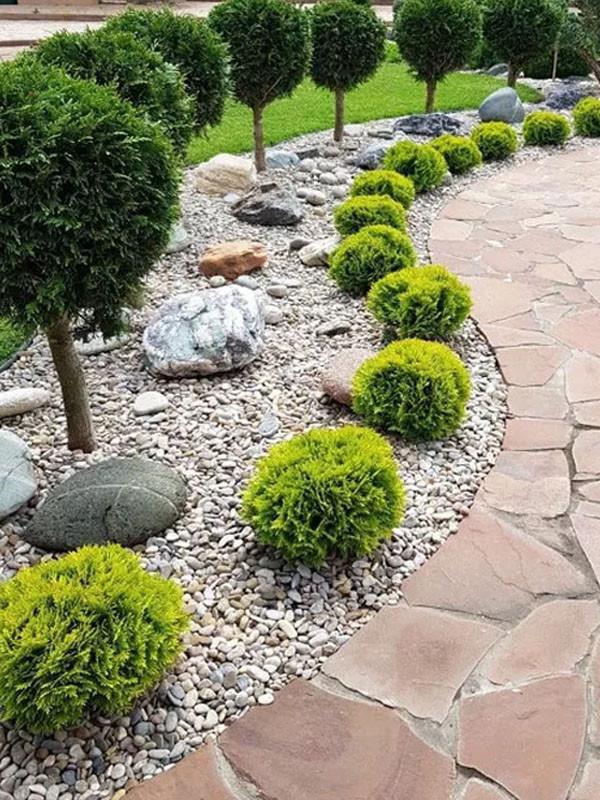 Саженцы туи западной Thuja occidentalis Danica Aurea в горшке 2 л - фото 3 Саженцы туи западной Thuja occidentalis Danica Aurea в горшке 2 л - фото 3