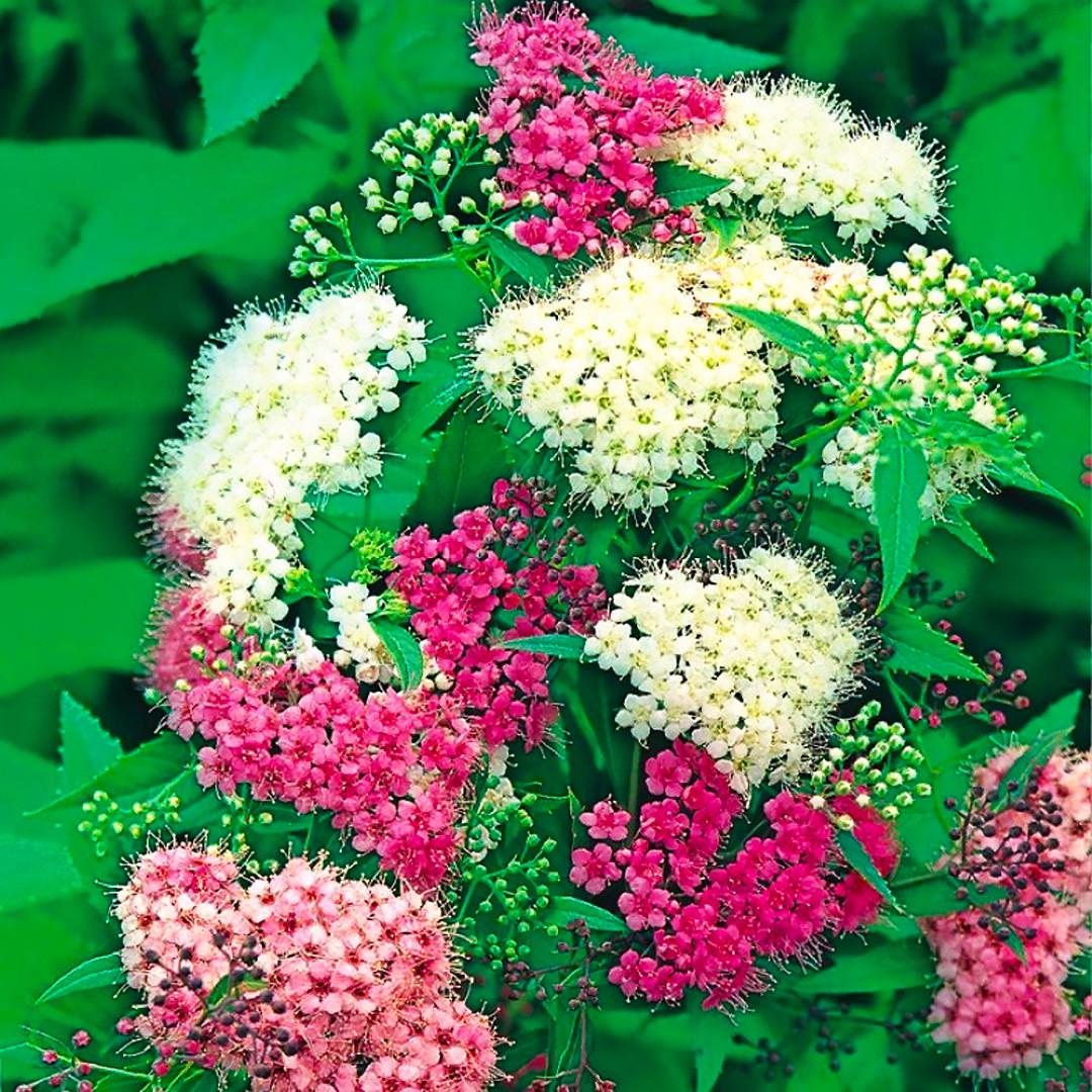 Саджанець спіреї японської Широбана Spiraea japonica Genpei Shirobana Р9 (769034386) - фото 2 Саджанець спіреї японської Широбана Spiraea japonica Genpei Shirobana Р9 (769034386) - фото 2