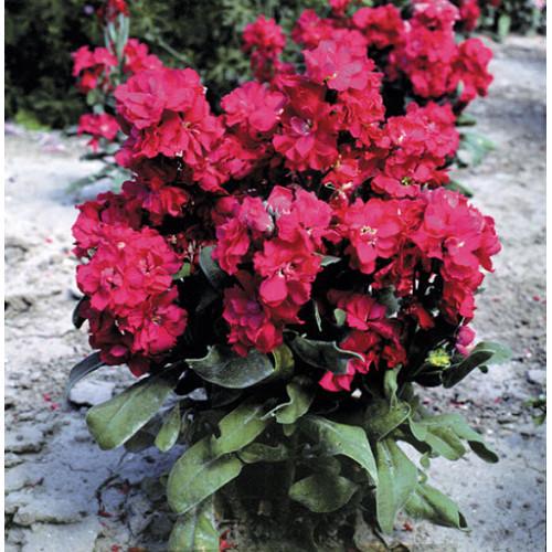 Семена цветов Левкой низкий Cinderella Red Takii 250 шт. (BN08899-2)
