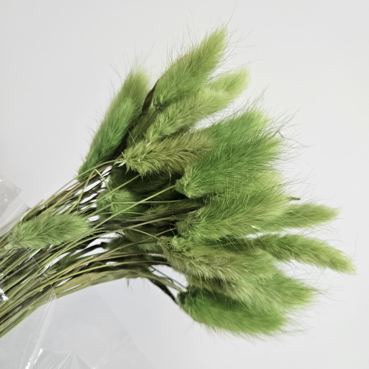 Сухоцвет лагурус 50 шт. Зеленый (2129534726) Сухоцвет лагурус 50 шт. Зеленый (2129534726)