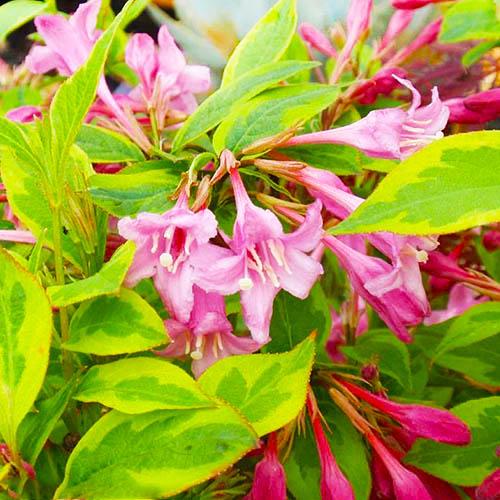 Вейгела Florium Sunny Princess (13023)