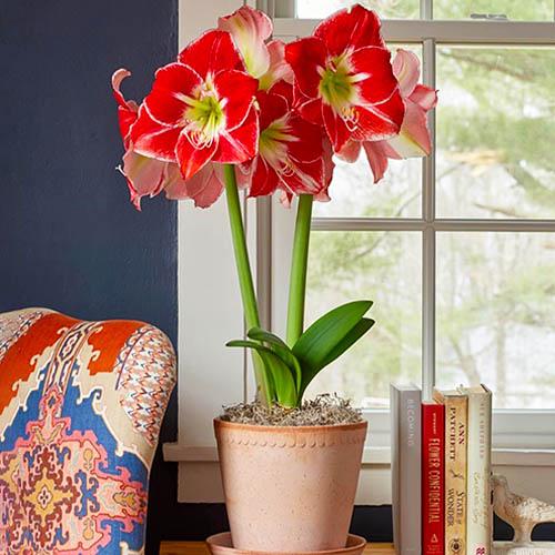 Амариллис Florium Silver Queen (17956)