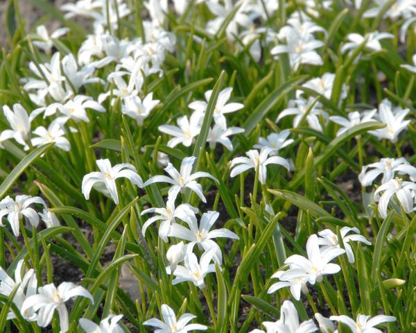 Хионодокса Dobrodar Alba 5 шт. (38282403)