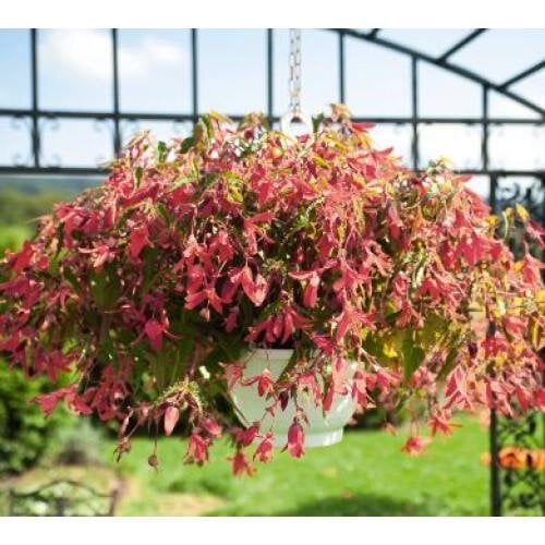 Насіння квітів Бегонія болівійська ампельна Sun Cities San Francisco Benary 5 шт. (BN06086-4)