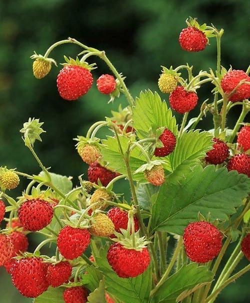 Сажанець Суниця великоплідна Барон Солемахер ремонтантна у підвісному вазоні (185021)