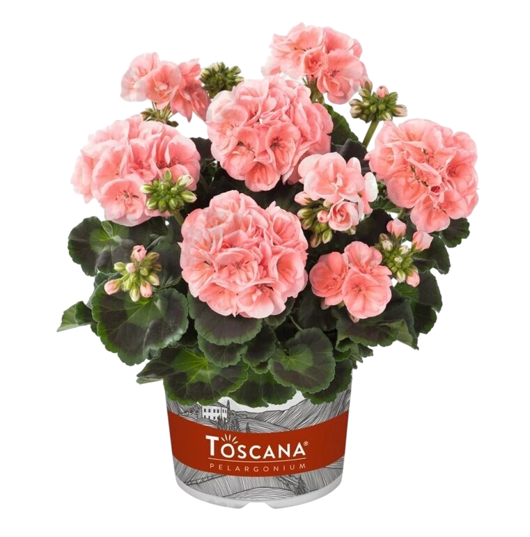 Пеларгония зонально Smart Lenja Salmon саженец (26255505)