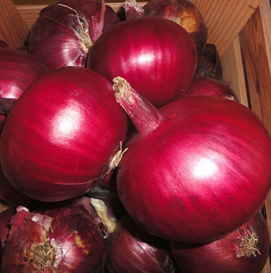 Семена Лук Монастрел Enza ТД Гекса-Украина 01-16-104 25000 шт. (IR02390)