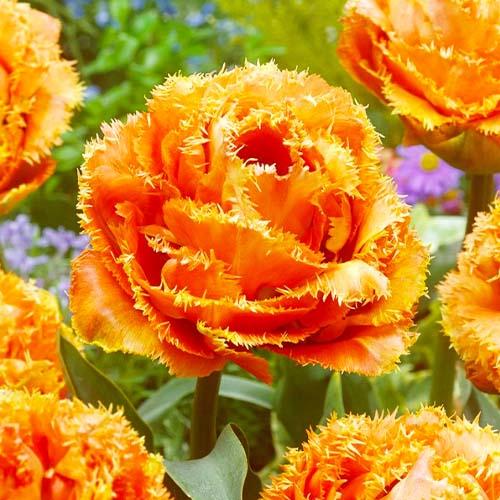 Тюльпан Florium Sensual Touch (3617)