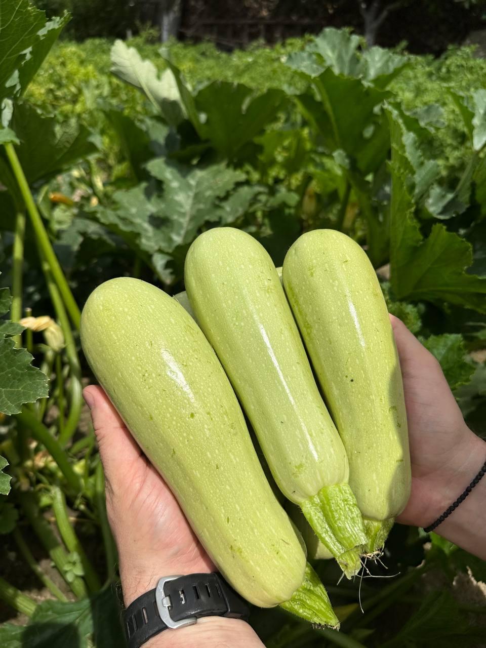 Насіння Cultiva Кабачок Рішар F1 5 шт. (KBR5) - фото 6