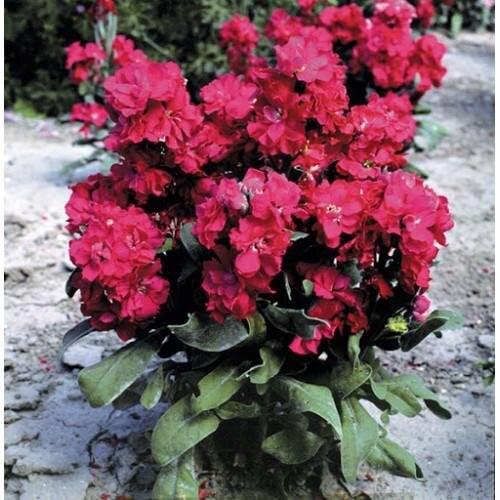 Семена цветов Левкой низкий Cinderella Red Takii 50 шт. (BN08899-3)