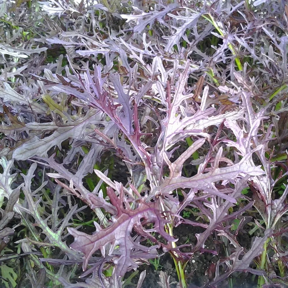 Семена Мизуна Красная  1 г 500 шт. скороспелая японская капуста (RS-00904) - фото 4