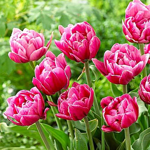 Тюльпан Florium Pink Cameo (17915) - фото 2 Тюльпан Florium Pink Cameo (17915) - фото 2