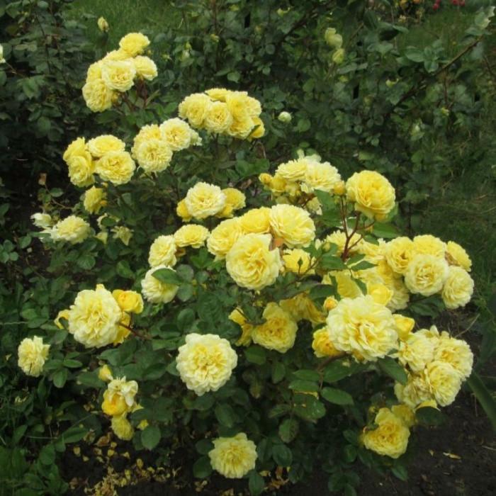 Роза Anny Duperey Шраб в контейнере (2558767260)