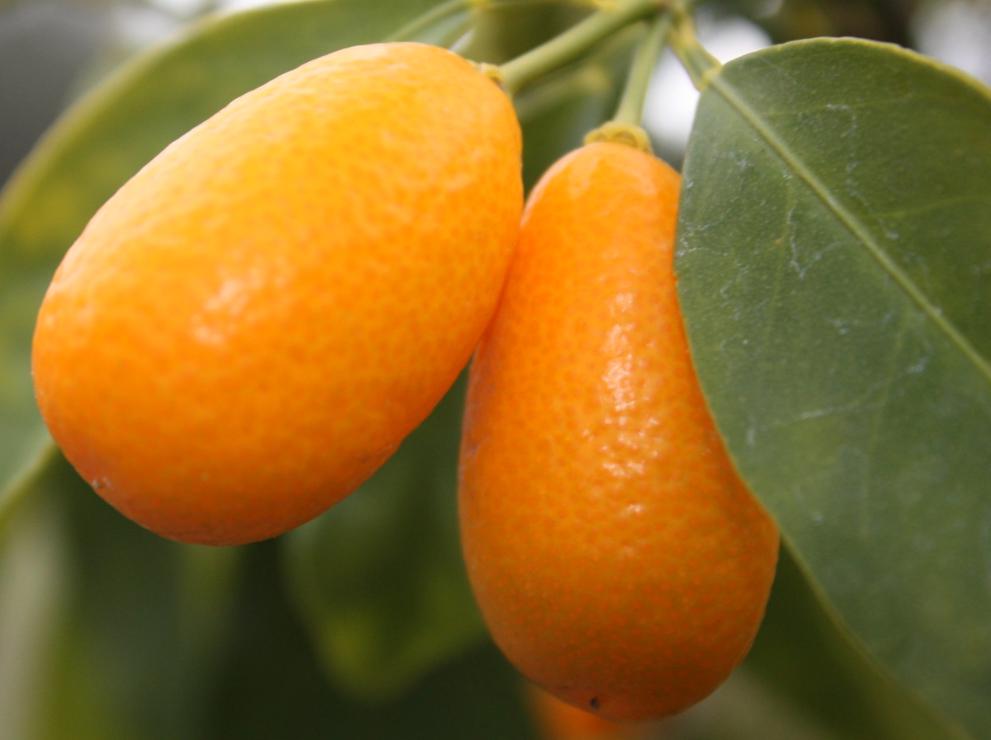 Цитрус Кумкват Kumquat