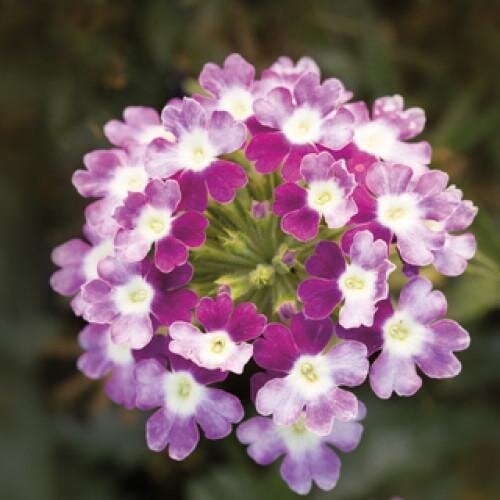 Семена цветов Вербена Obsession Cascade Violet Twister Syngenta 25 шт. (BN07519-3)