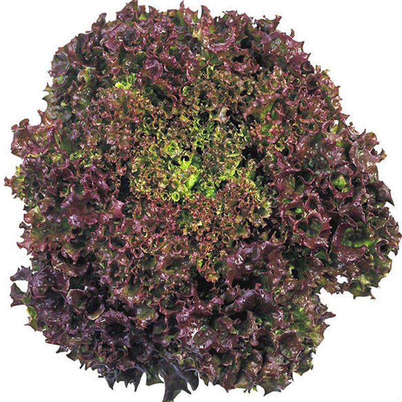 Семена салата Nunhems Революция ранний 100 шт. (42273)