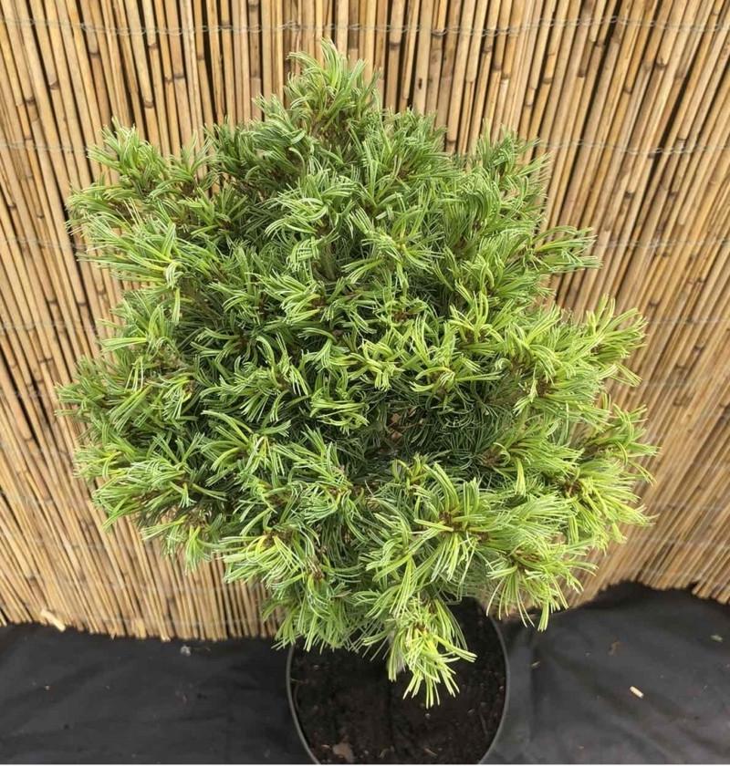 Сосна веймутовая Тини Керлс на штамбе (2669487013) - фото 3