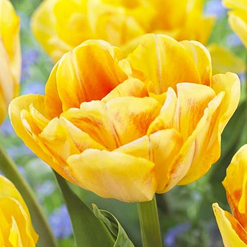 Тюльпан Florium Foxy Foxtr (11105)