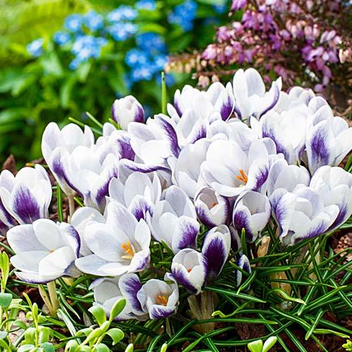 Крокус Florium Prins Claus (3704) - фото 2 Крокус Florium Prins Claus (3704) - фото 2