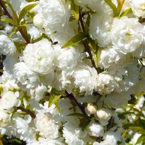 Сажанец Декоративный Миндаль Белоцветущий (47127)