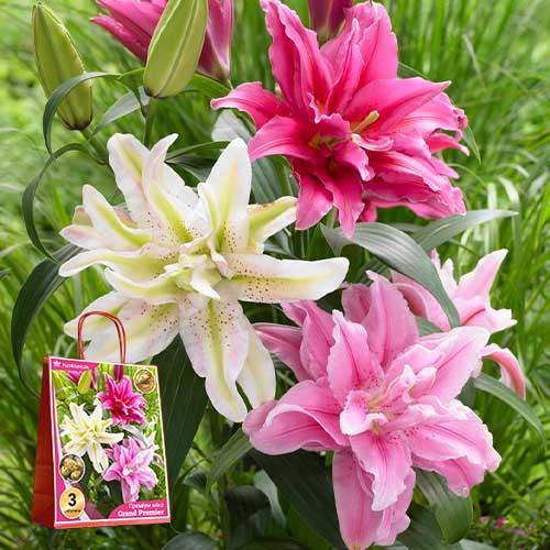 Лилии Florium Grand Premier супер-махровые (16698) - фото 2 Лилии Florium Grand Premier супер-махровые (16698) - фото 2