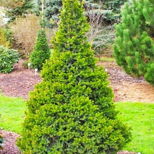 Ель обыкновенная Will’s Zwerg C2 15-20 см (176880)