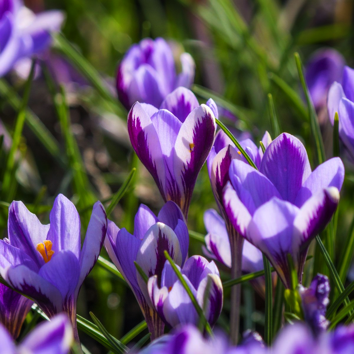 Крокус ботанічний Спрінг Бьюті Spring Beauty 15 шт. (38279578)