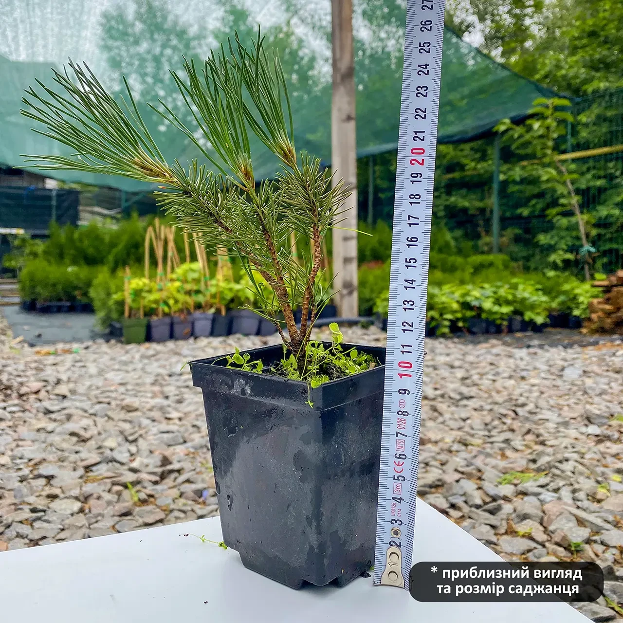 Саженец сосны горной Pinus mugo Mughus Р9 (1042500753) - фото 3 Саженец сосны горной Pinus mugo Mughus Р9 (1042500753) - фото 3