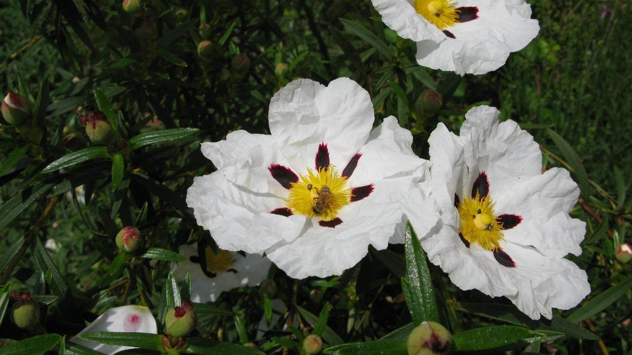 Насіння Cistus ladanifer 10 шт. (2325173586) - фото 3